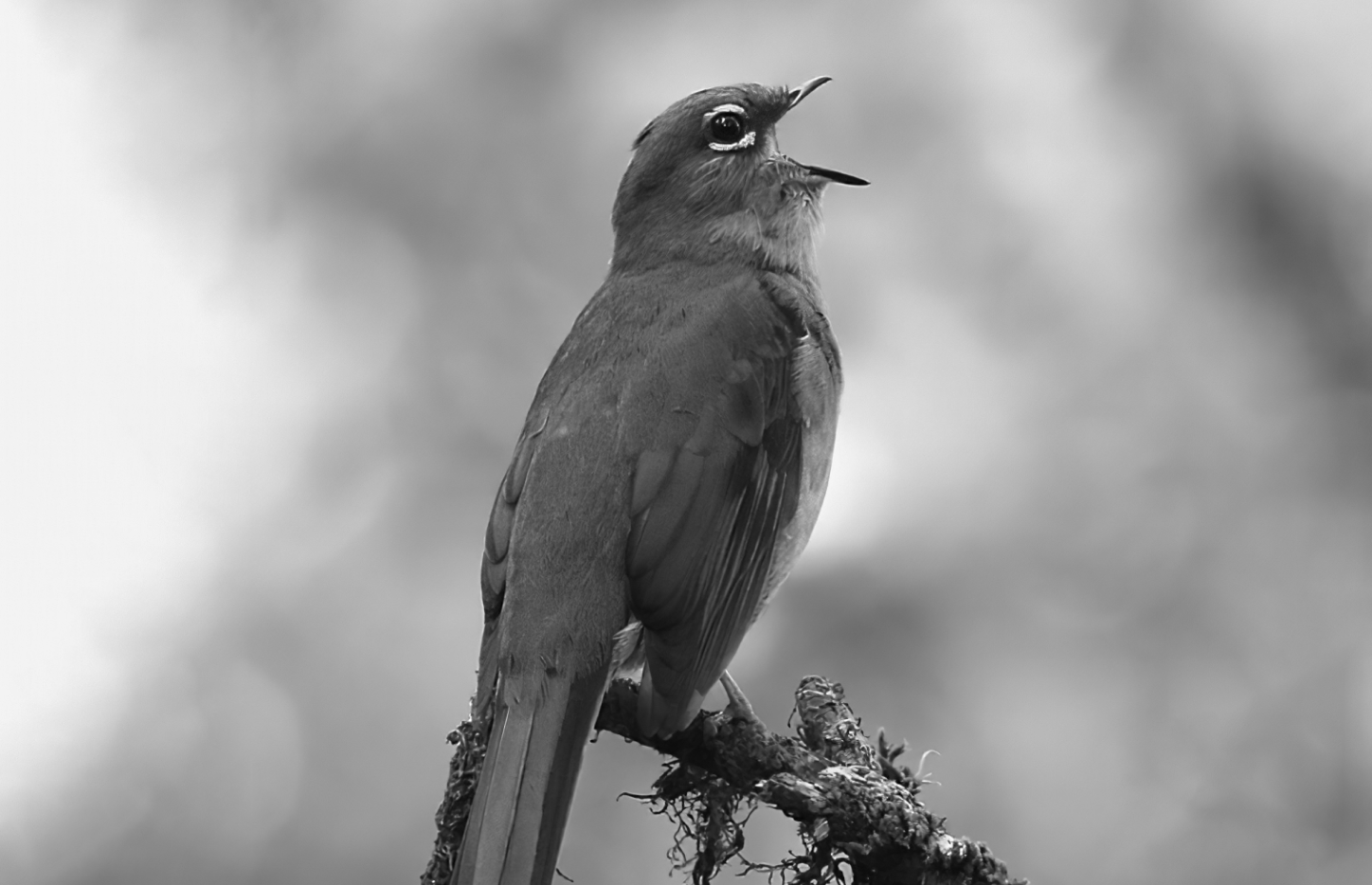 Slate-coloured Solitaire