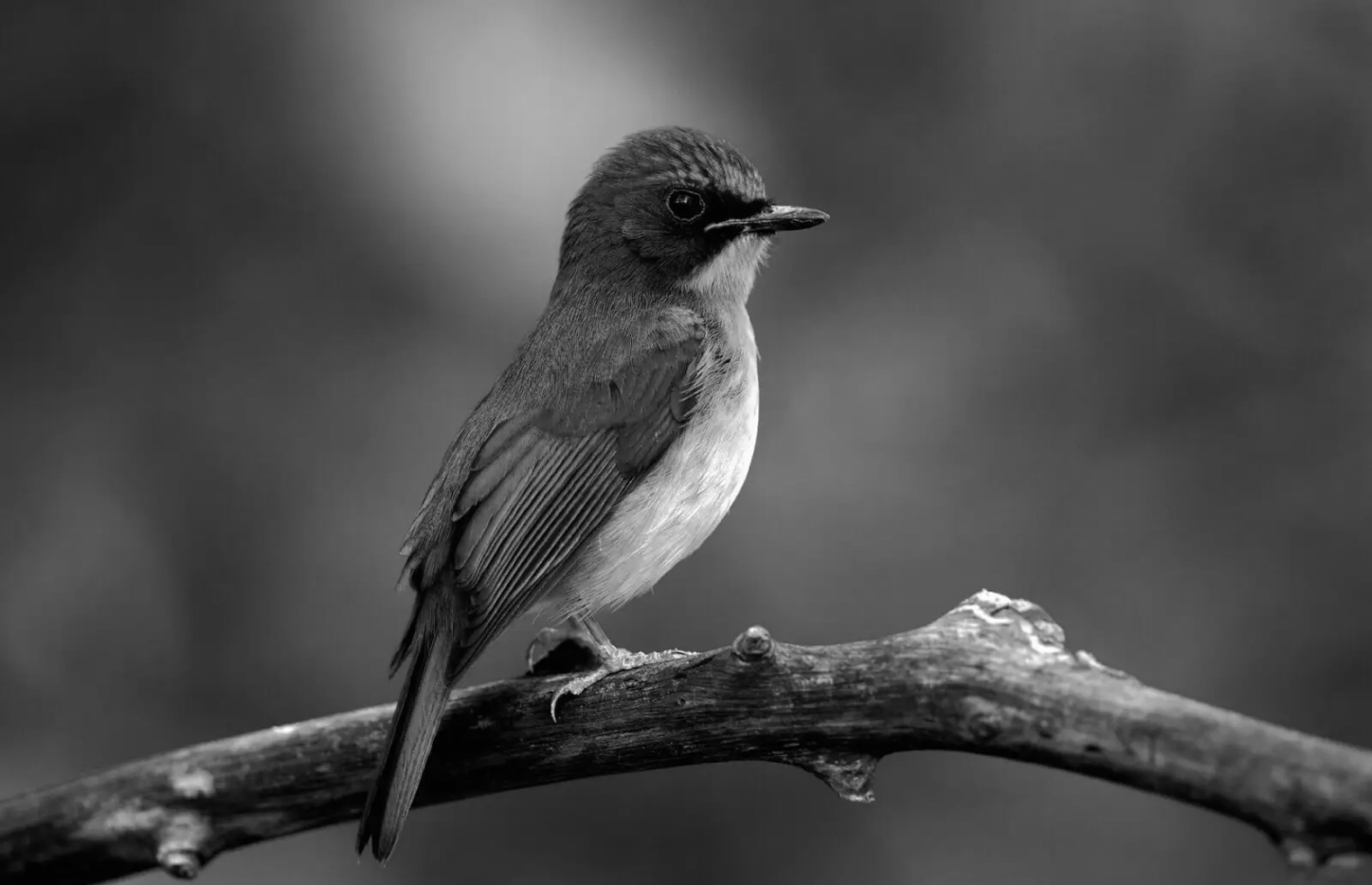 Javan blue flycatcher (Cyornis banyumas)