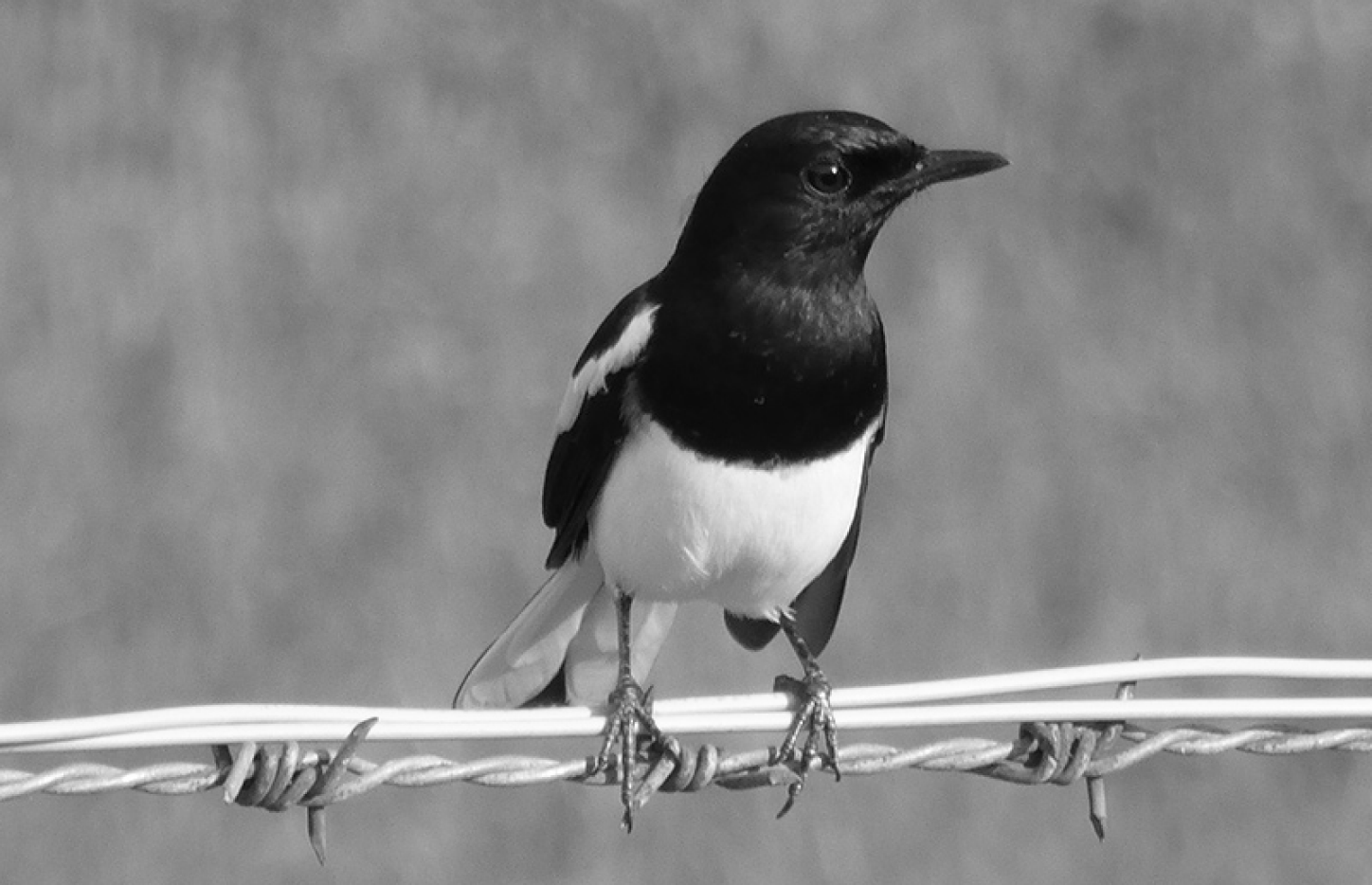 Oriental Magpie-Robin (Copsychus saularis)