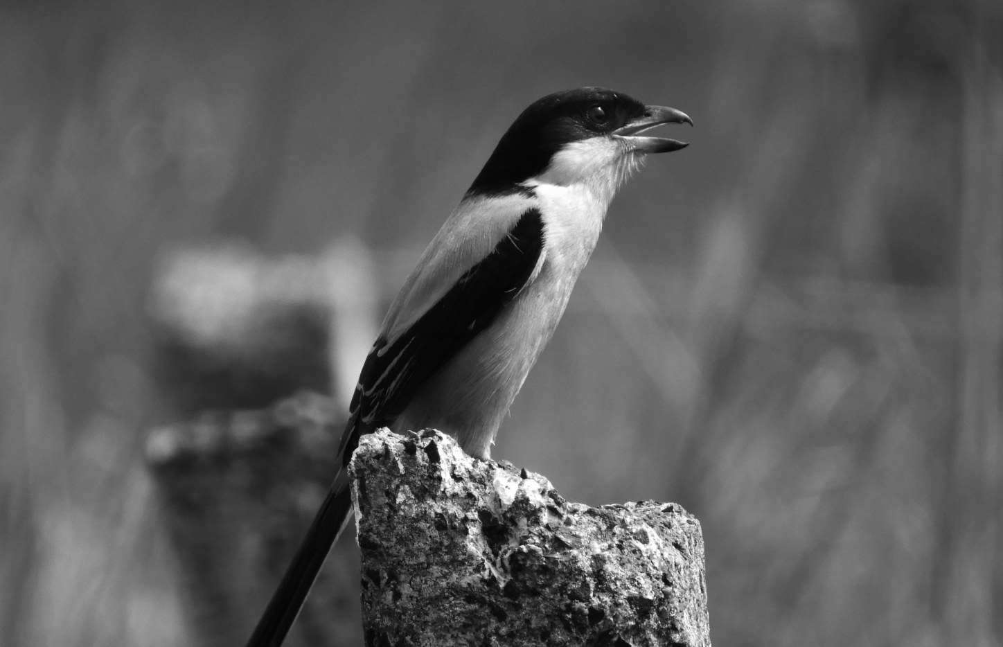 Long-tailed Shrike (Lanius schach)