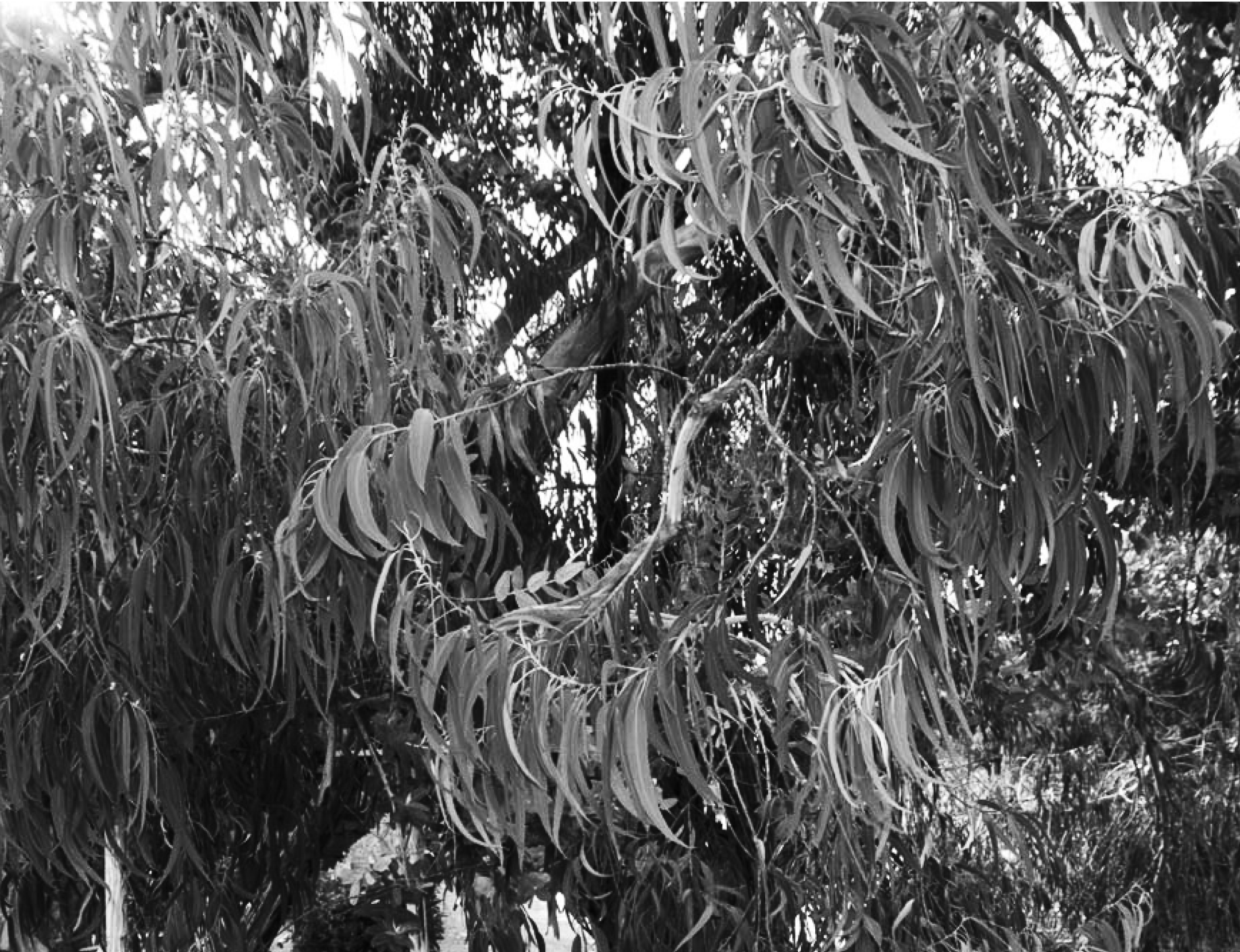 Hiroshima Survivor Trees